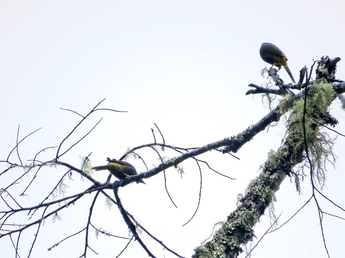 Fiery-browed Myna - ML627083500