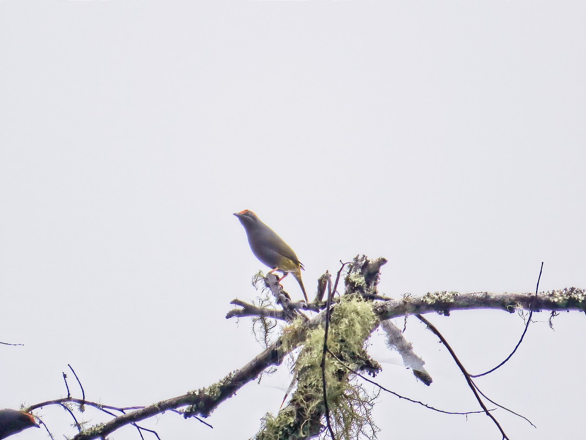 Fiery-browed Myna - ML627083501