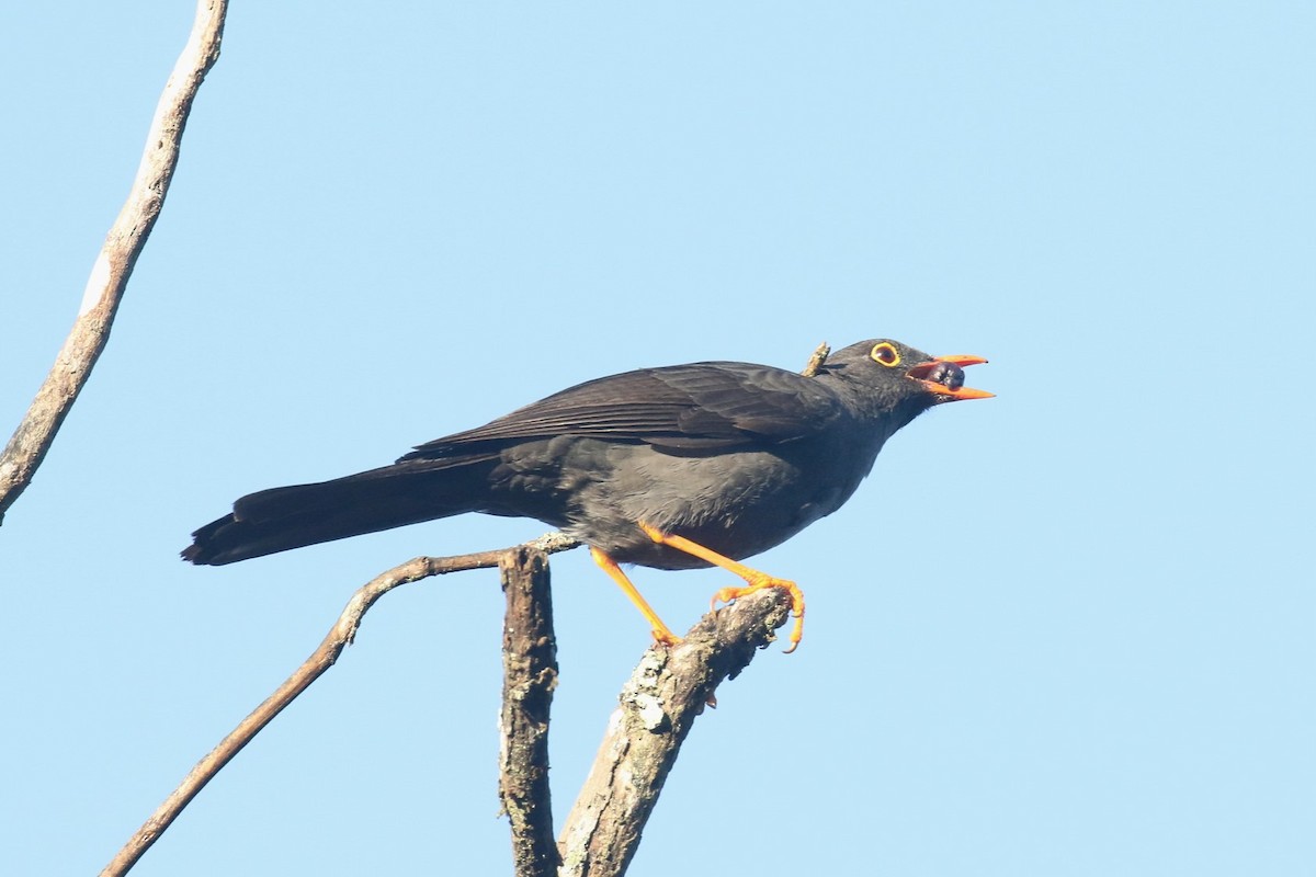 Great Thrush - ML627083509