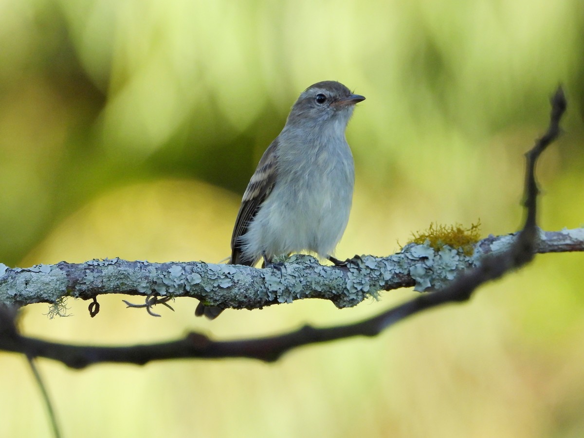 Mouse-colored Tyrannulet (Northern) - ML627083575