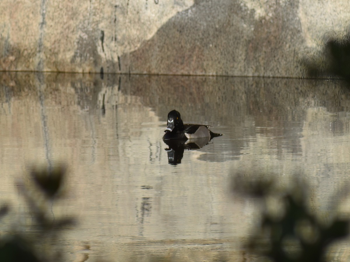 Ring-necked Duck - ML627083709