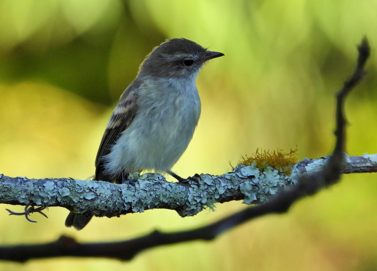 Mouse-colored Tyrannulet (Northern) - ML627083736