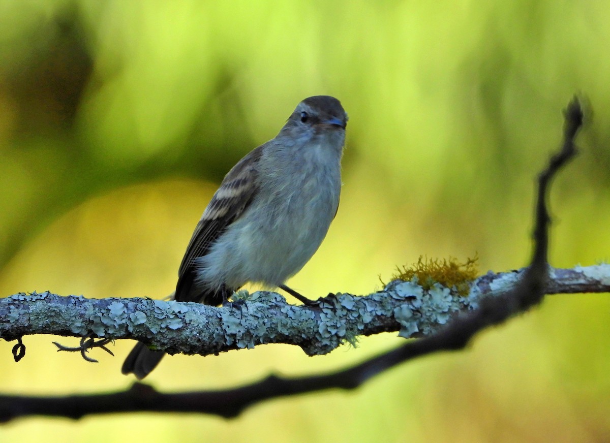 Mouse-colored Tyrannulet (Northern) - ML627083738