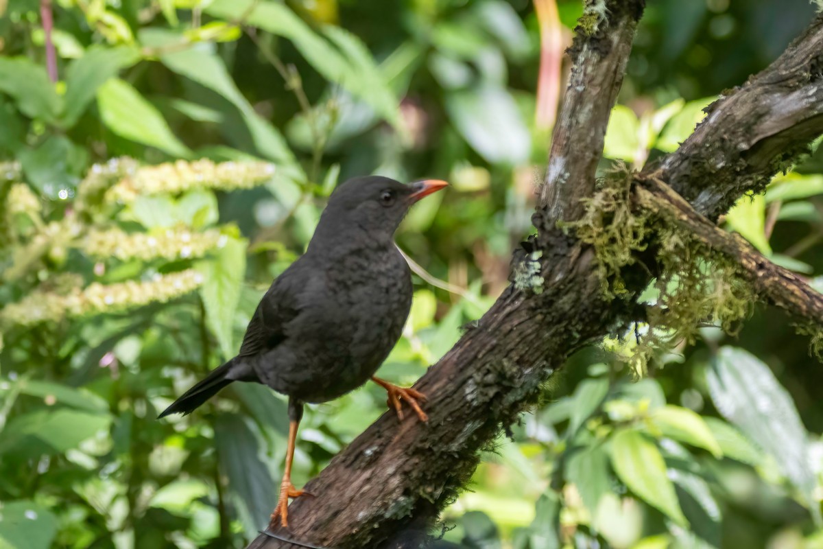 Great Thrush - ML627083743