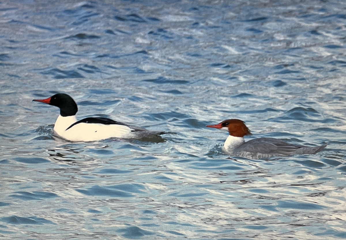 Common Merganser - ML627083902