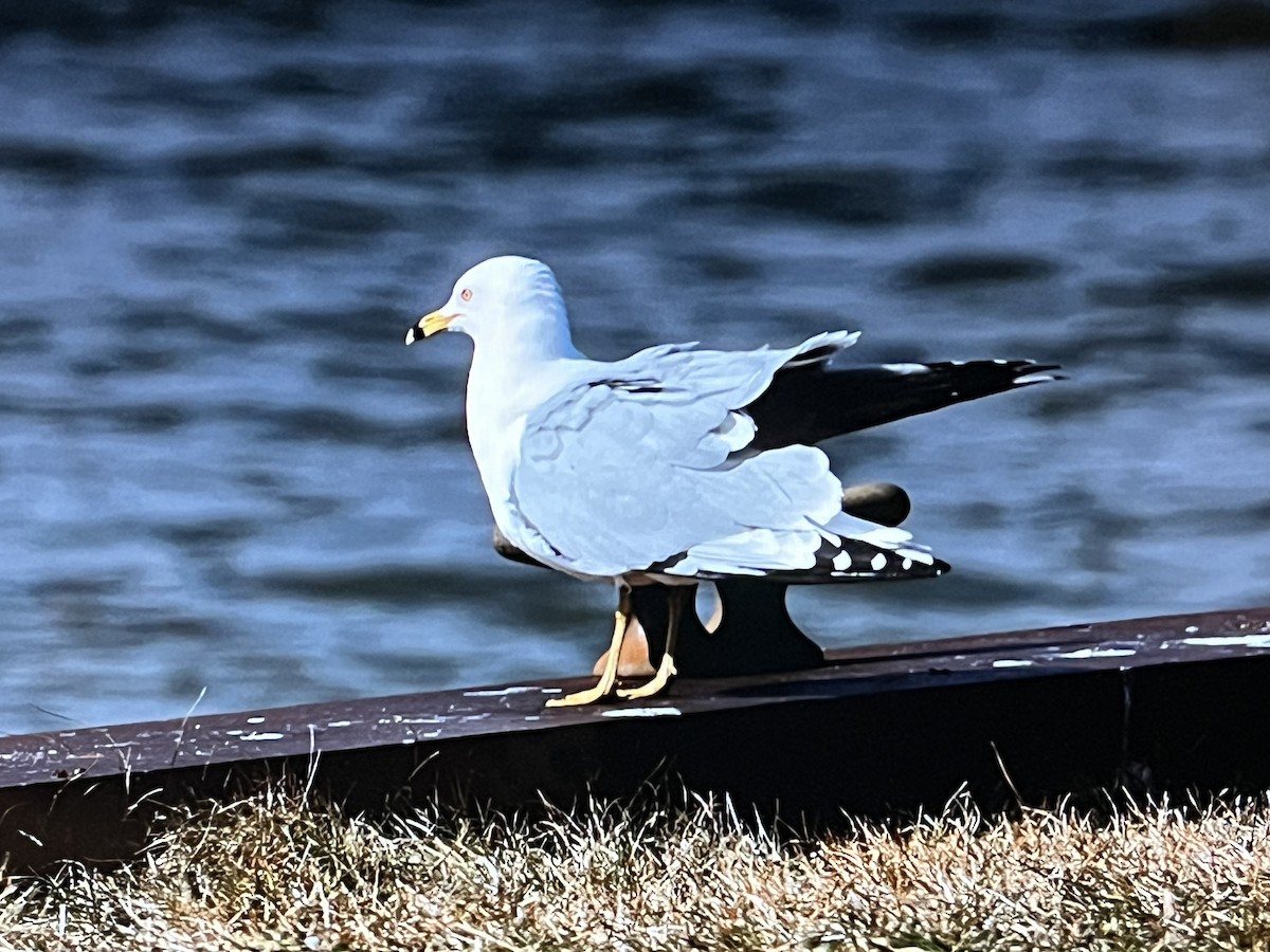 Ring-billed Gull - ML627083922