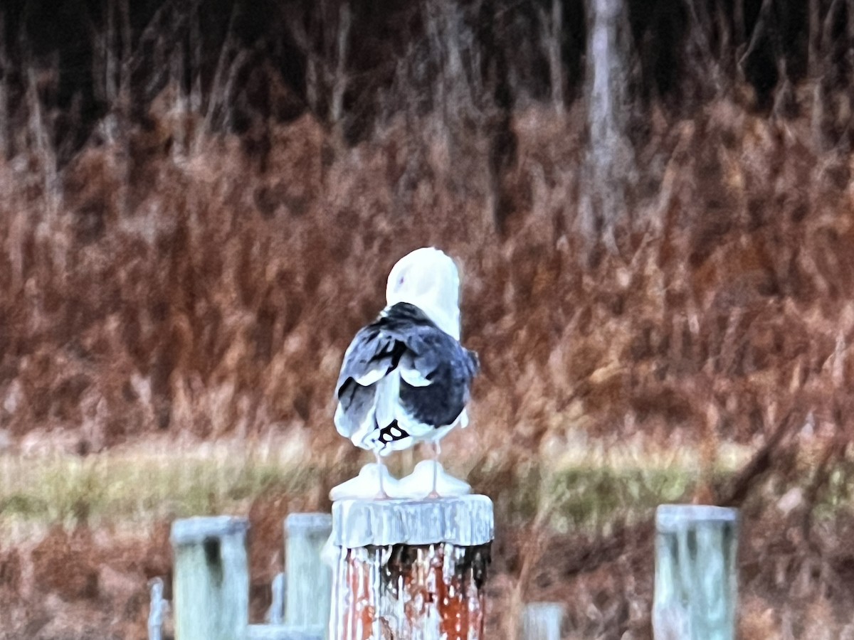 Great Black-backed Gull - ML627083931