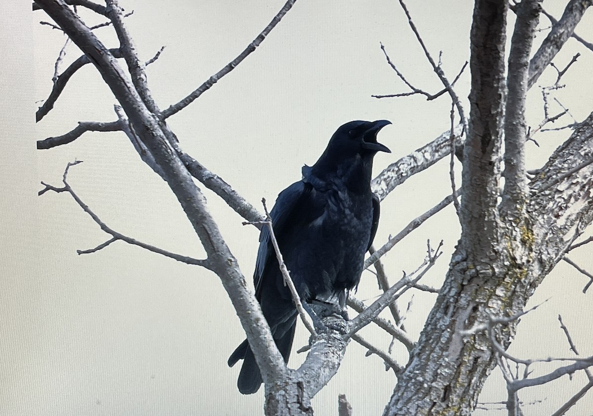 American Crow - ML627083951