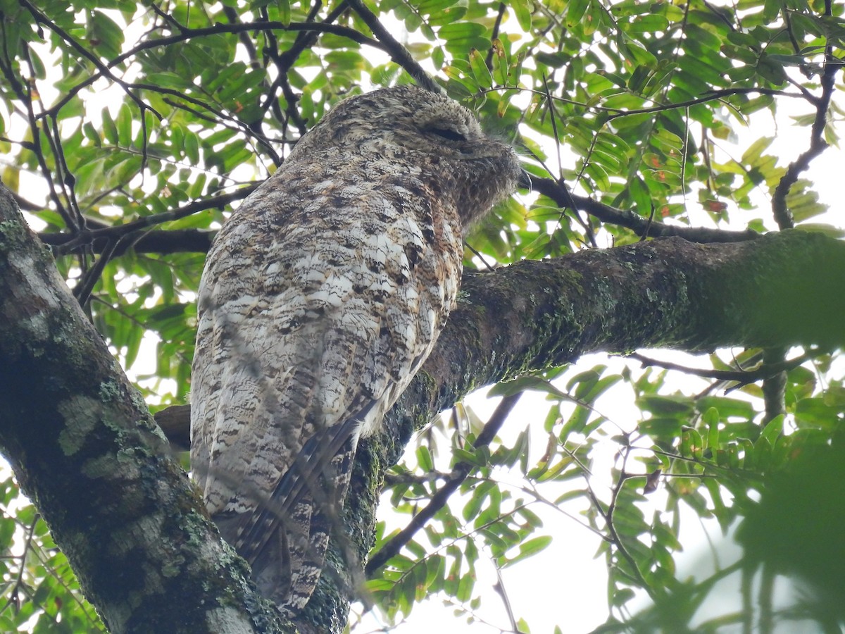 Great Potoo - ML627084044