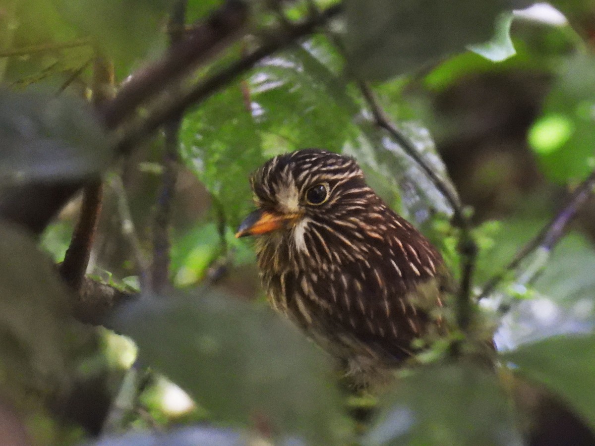 White-chested Puffbird - ML627084046