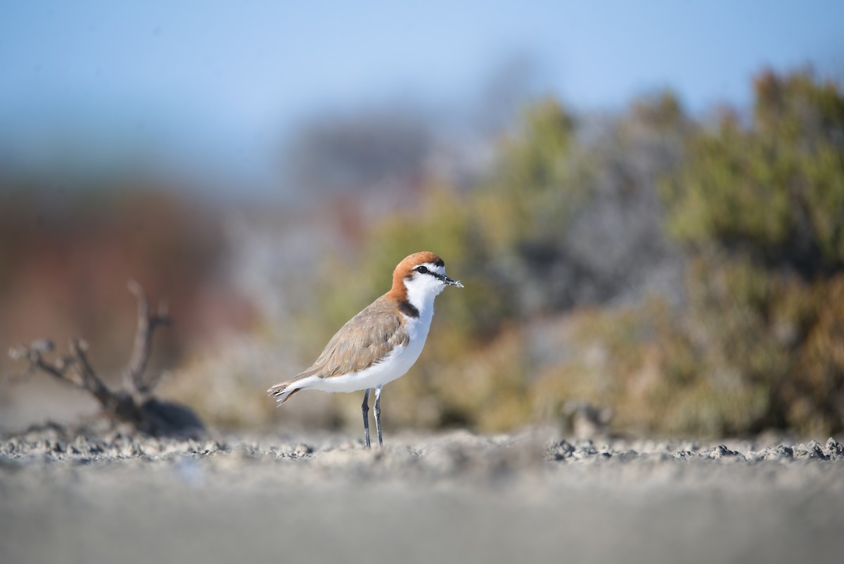 Red-capped Plover - ML627084075