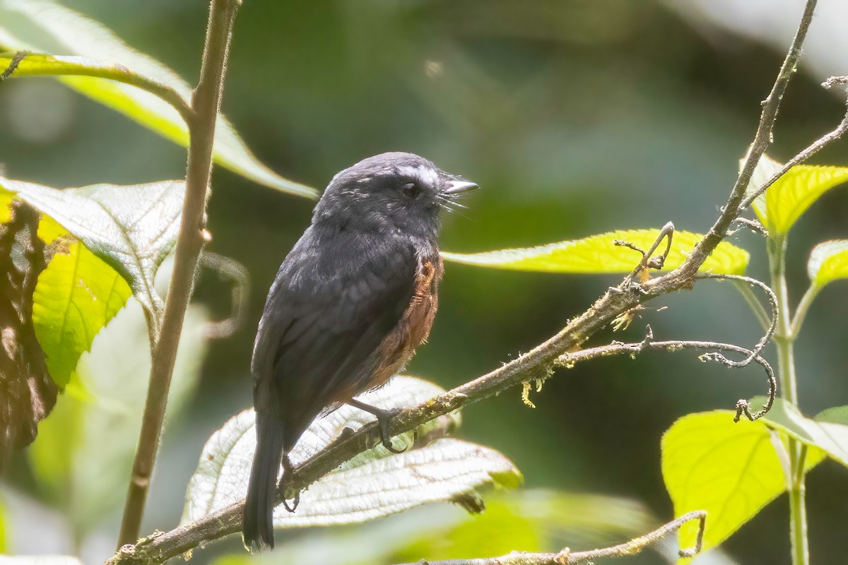 Chestnut-bellied Chat-Tyrant - ML627084089