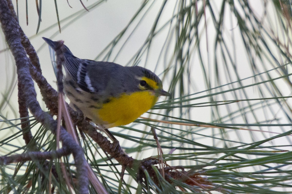 Grace's Warbler - ML627084131