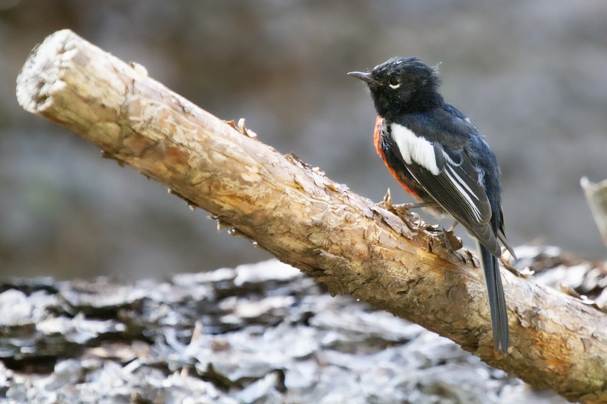 Painted Redstart - ML627084133