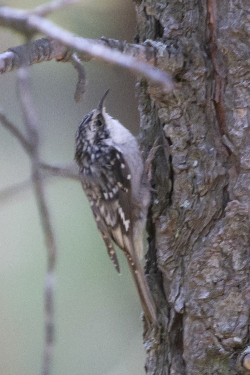 Brown Creeper - ML627084135