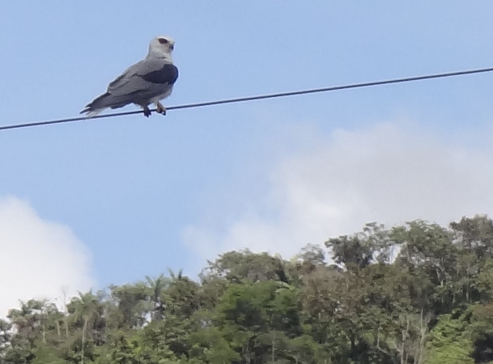 Plumbeous Kite - ML62708431