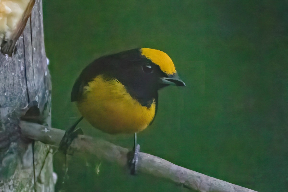 Orange-bellied Euphonia - ML627084322