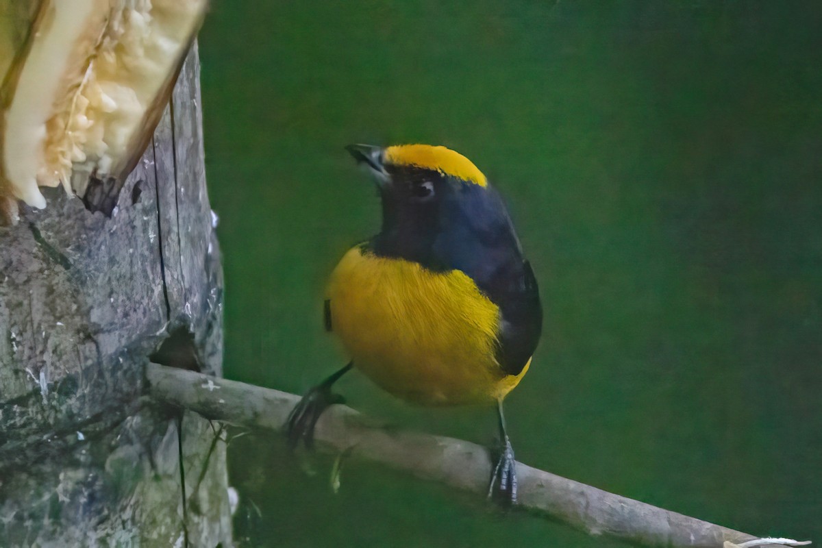 Orange-bellied Euphonia - ML627084323