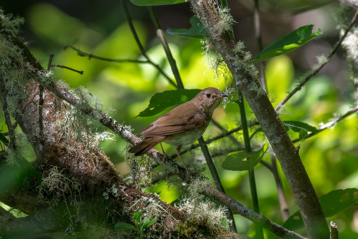 Swainson's Thrush - ML627084403