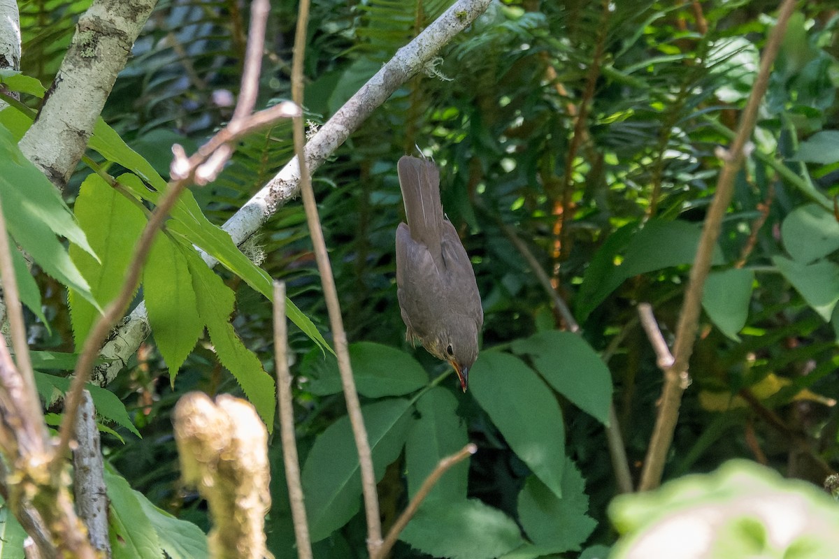 Swainson's Thrush - ML627084512