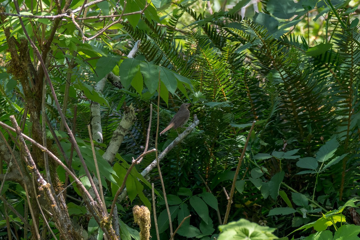 Swainson's Thrush - ML627084513