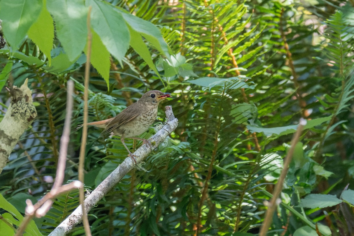 Swainson's Thrush - ML627084514