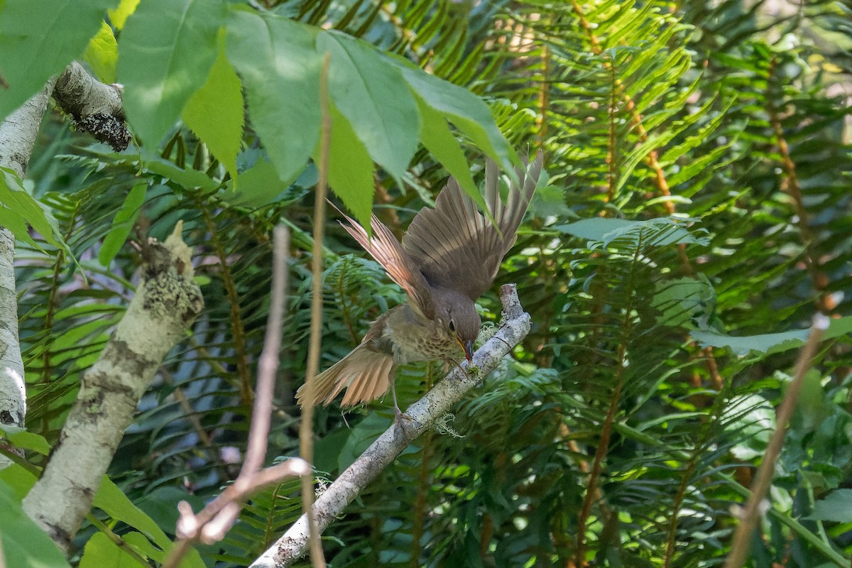 Swainson's Thrush - ML627084515