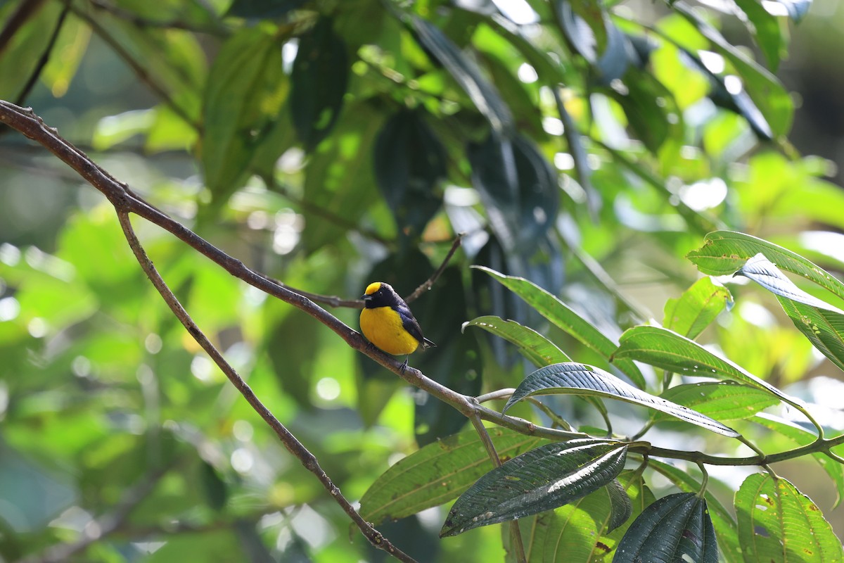 Orange-bellied Euphonia - ML627084534