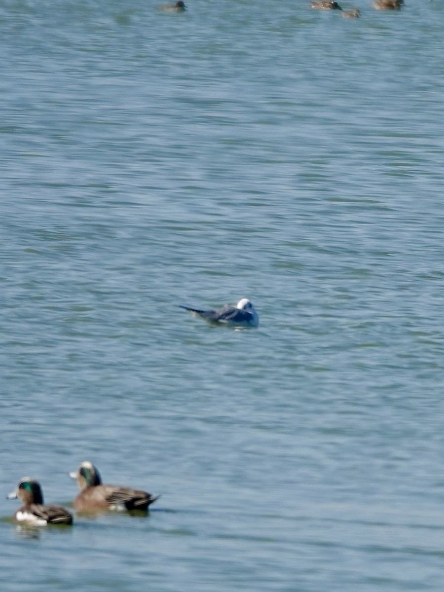 Bonaparte's Gull - ML627084575