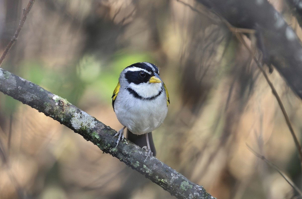 Moss-backed Sparrow - ML627084650