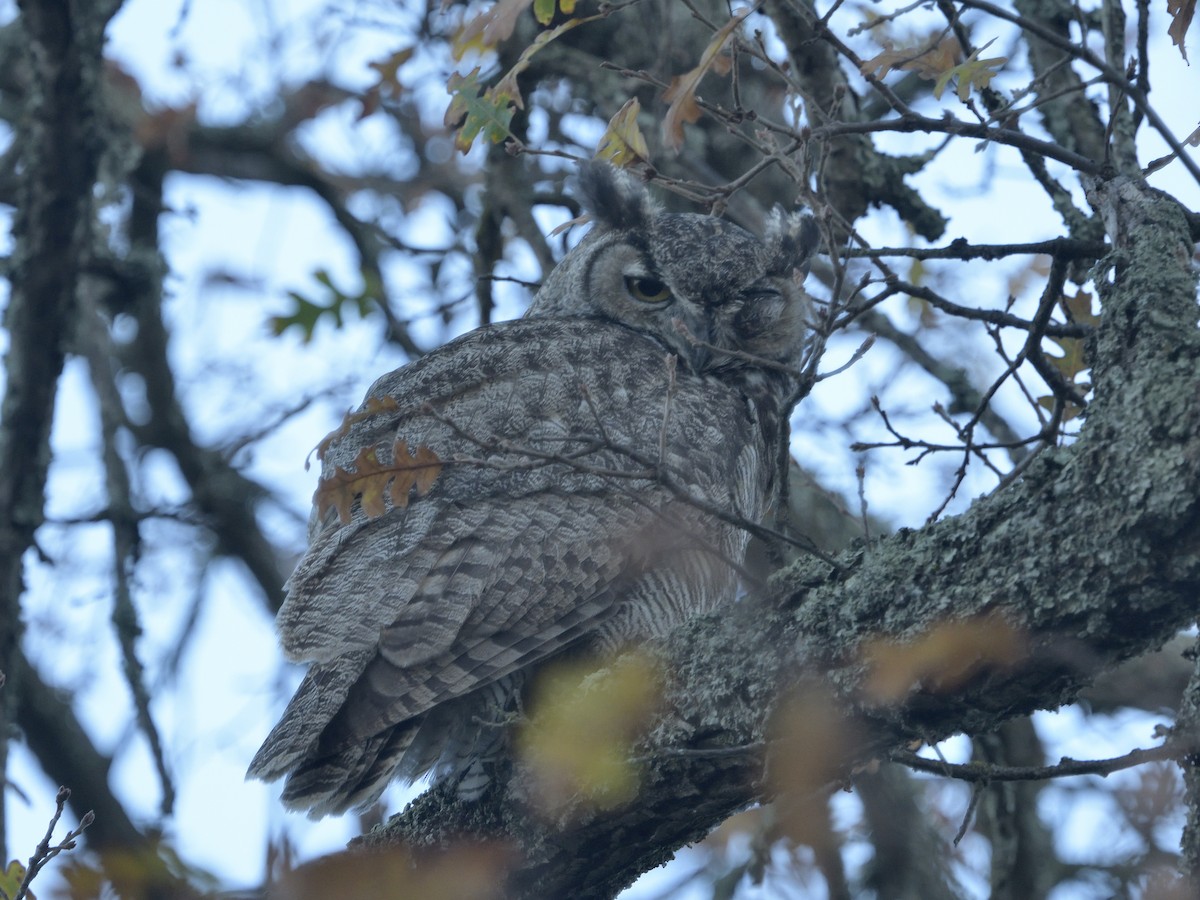 Great Horned Owl - ML627084751