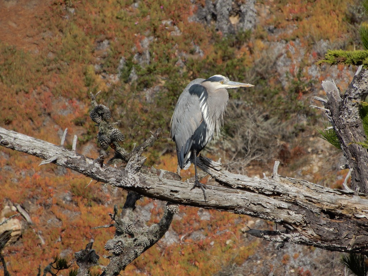 Garza Azulada - ML627084826