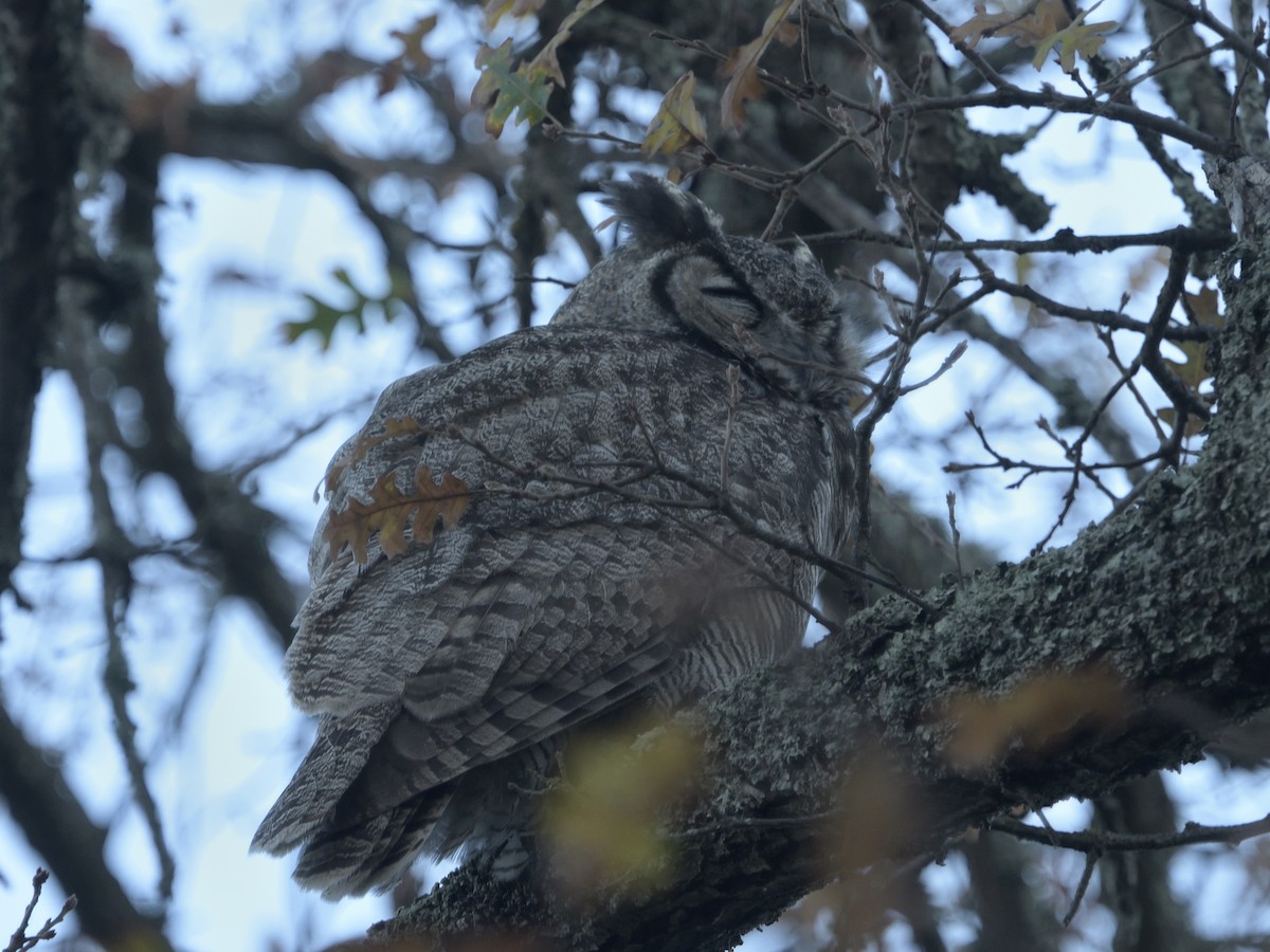 Great Horned Owl - ML627084847