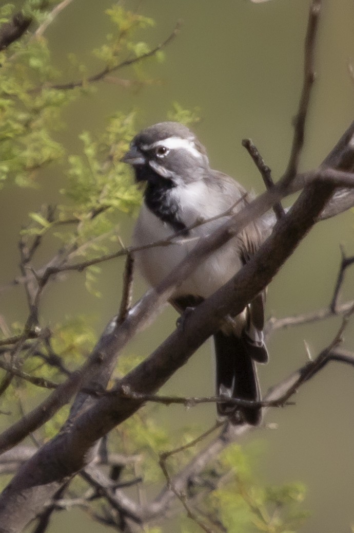 Black-throated Sparrow - ML627084892