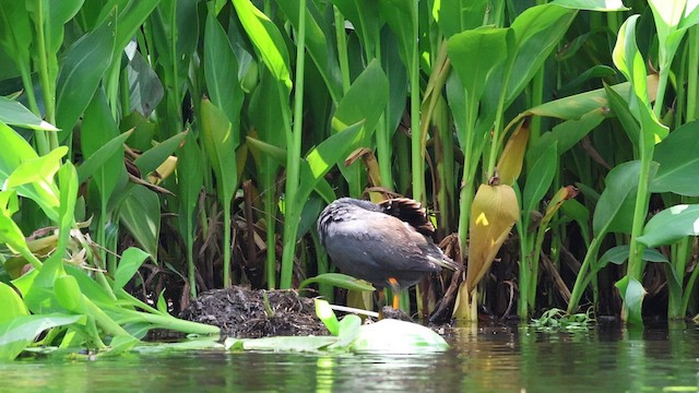 Dusky Moorhen - ML627085238