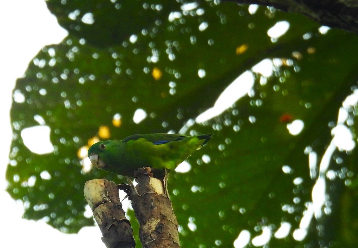 Riparian Parrotlet - vicky meissner