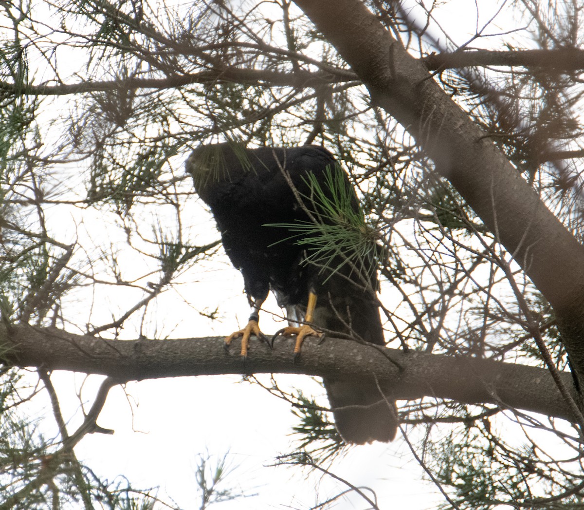 Black Goshawk - ML627085445