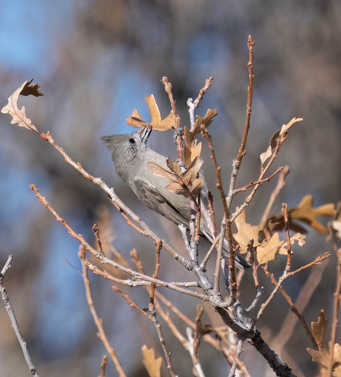 Juniper Titmouse - ML627085484