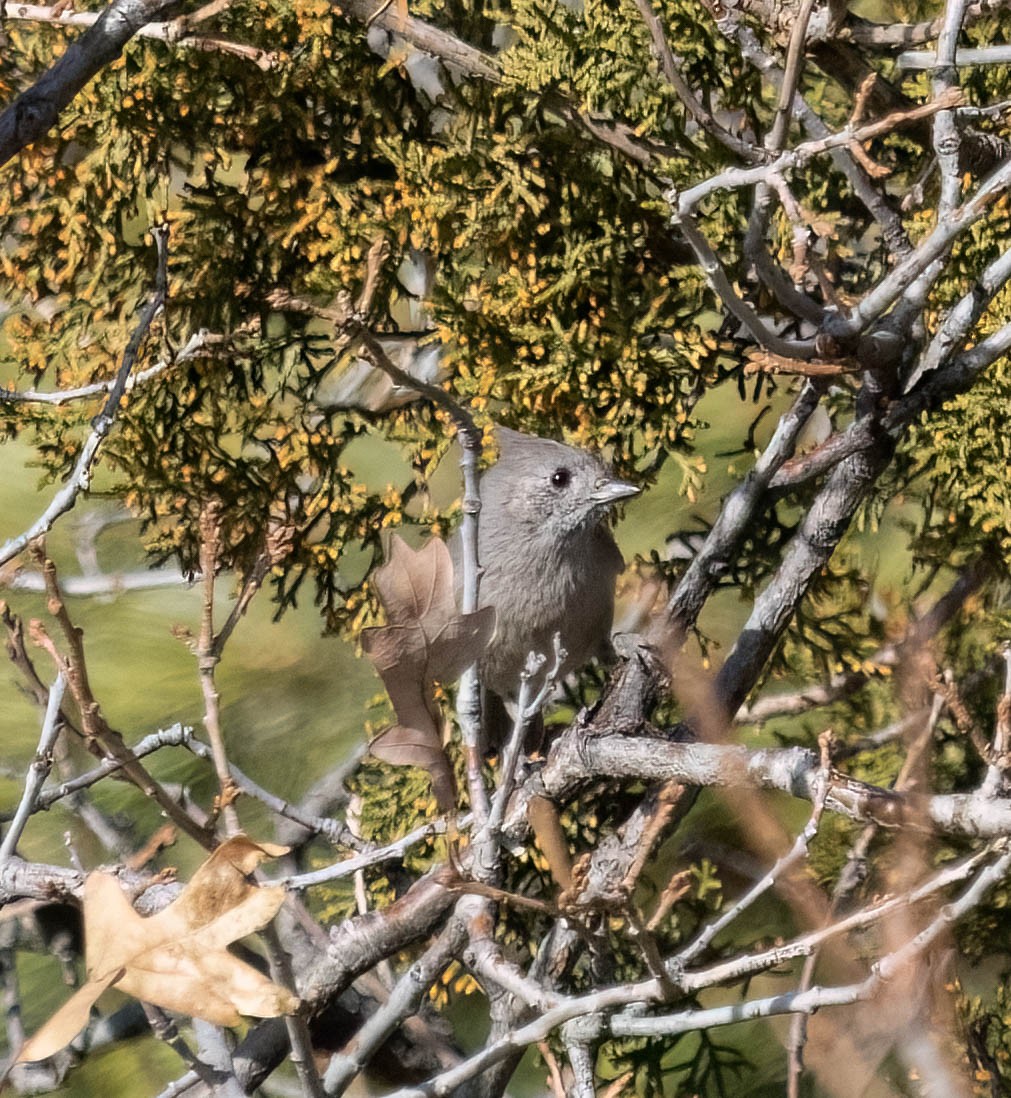 Juniper Titmouse - ML627085485