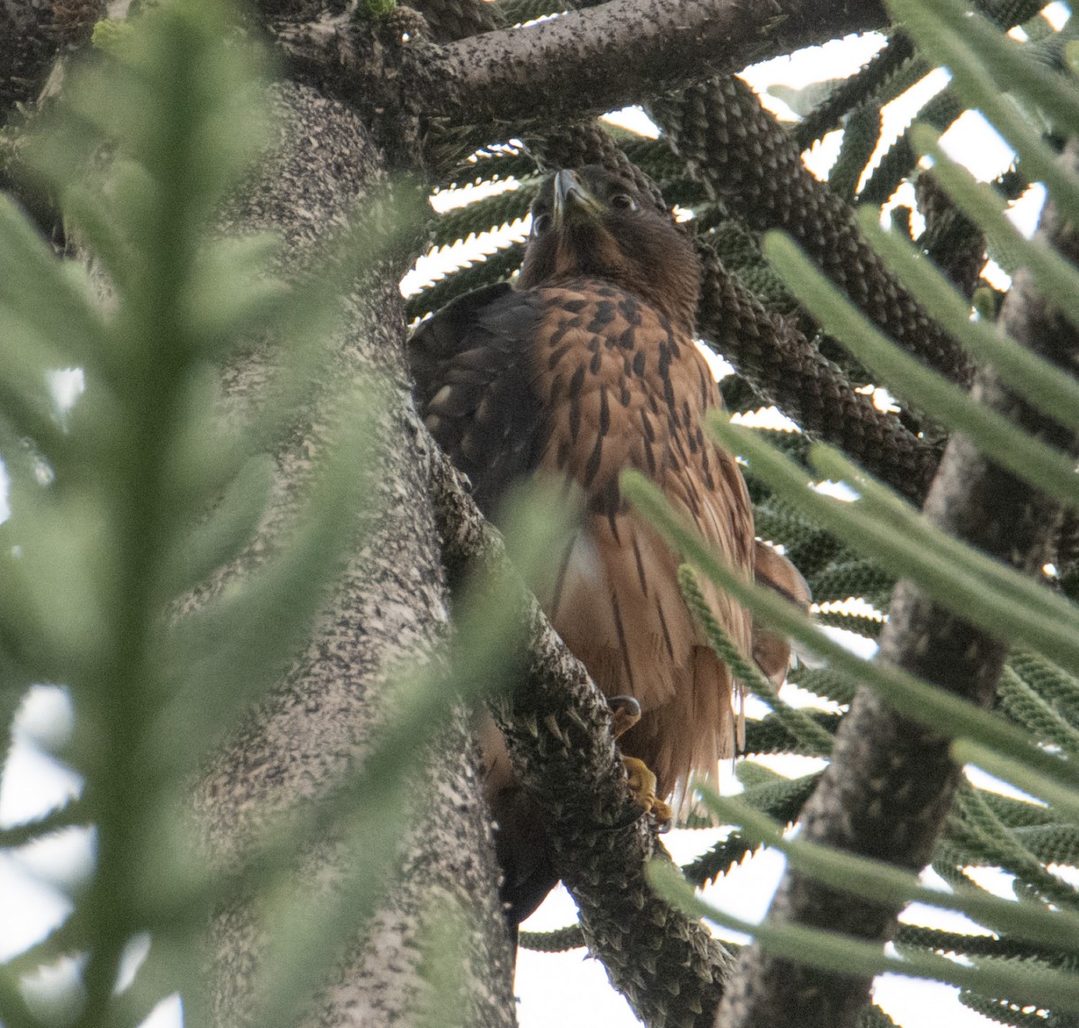 Black Goshawk - ML627085593