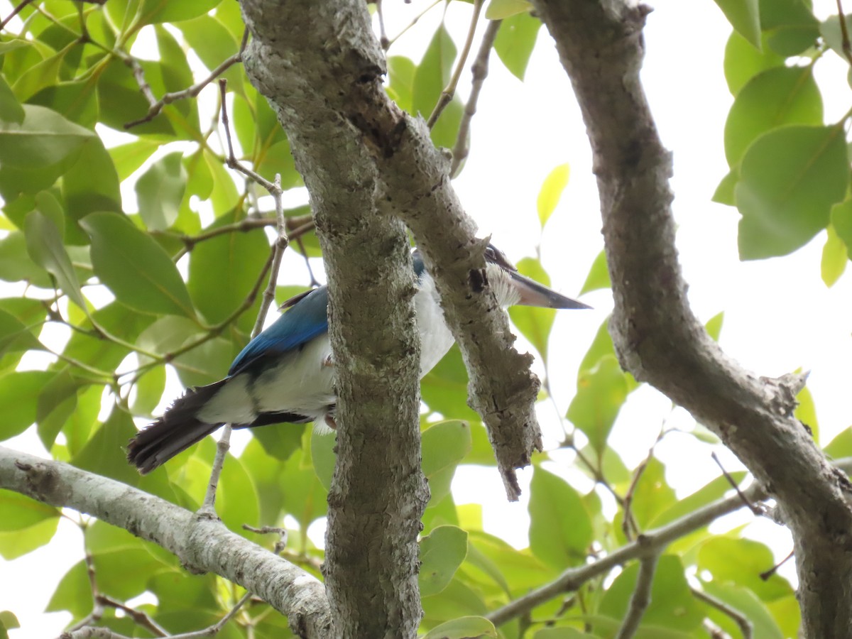 Torresian Kingfisher - ML627085642