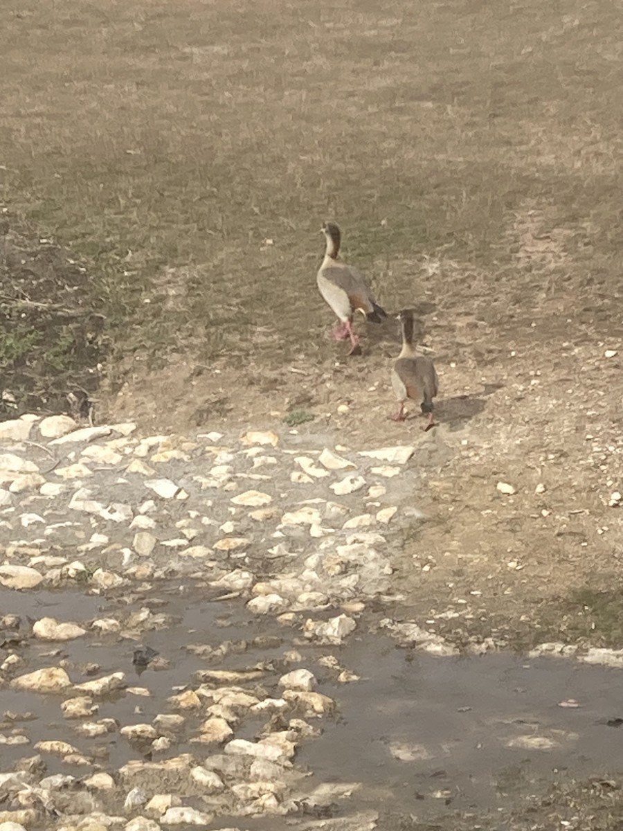 Egyptian Goose - ML627085647