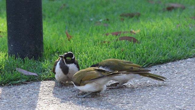 Blue-faced Honeyeater (Blue-faced) - ML627086167