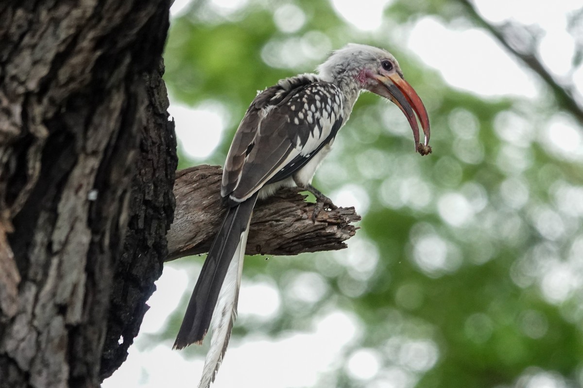 Northern Red-billed Hornbill - ML627086440