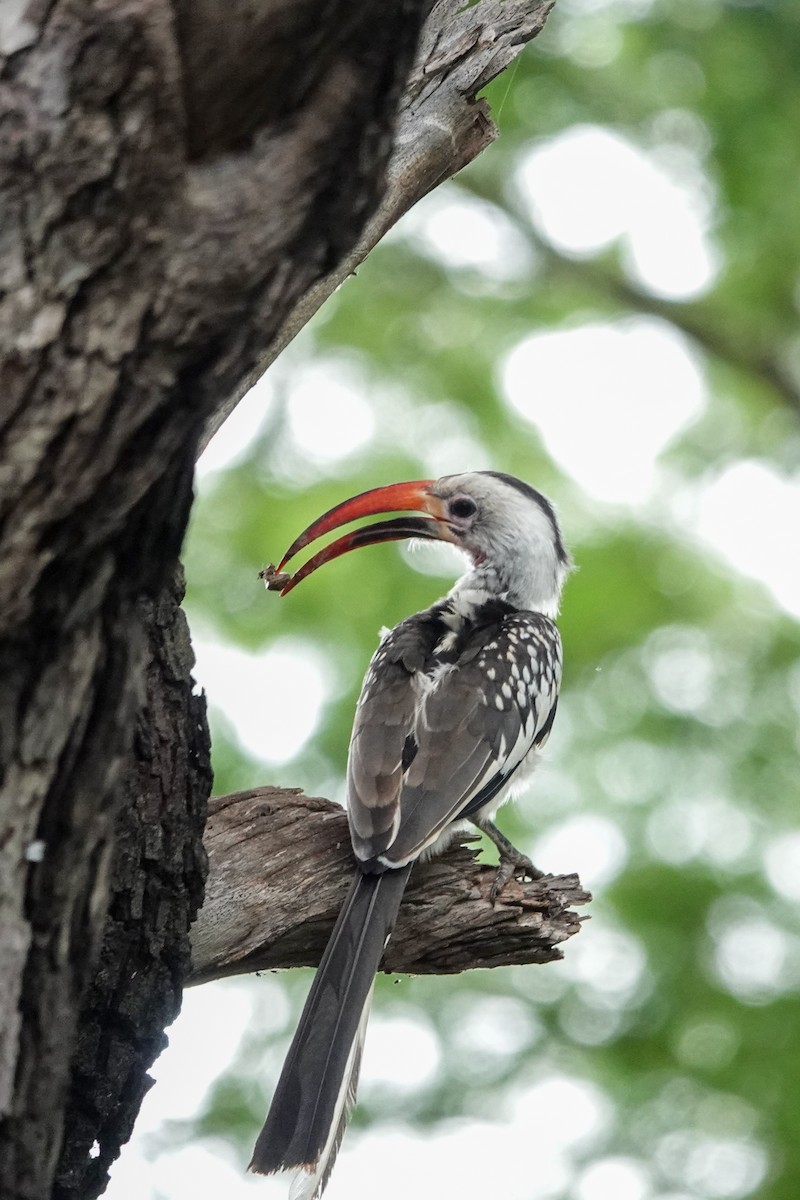 Northern Red-billed Hornbill - ML627086441