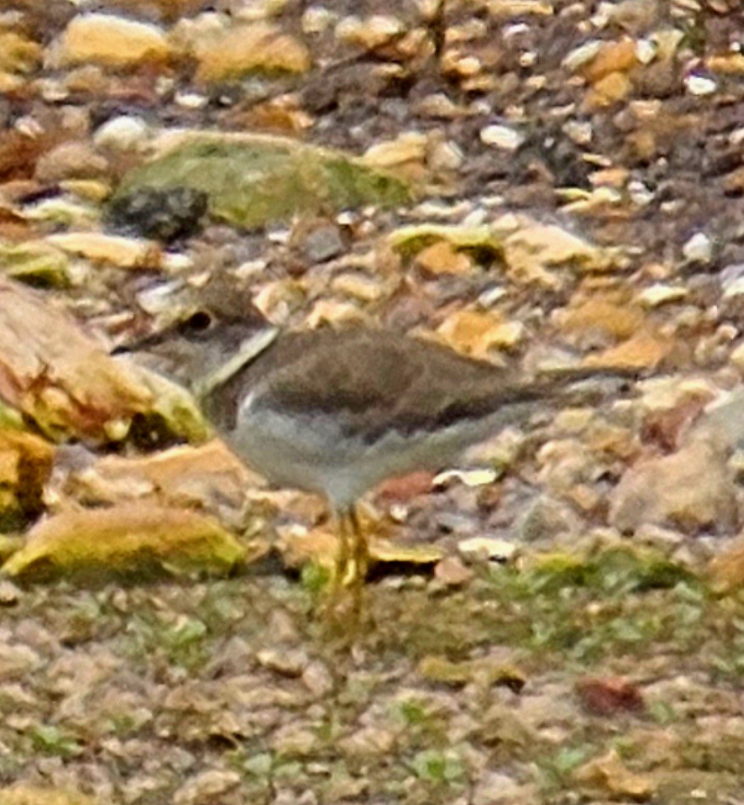 Нарийн хиазат - ML627086500