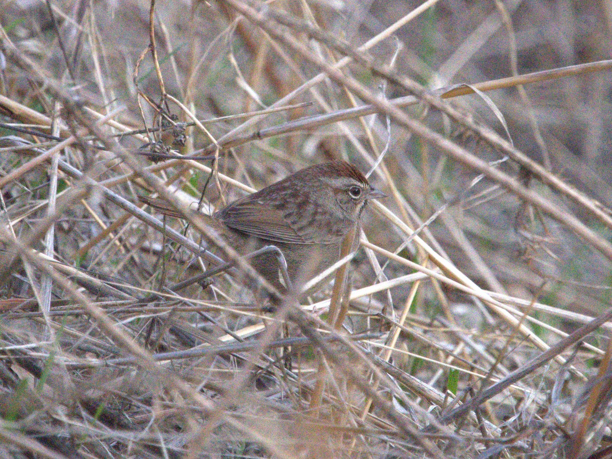 Rufous-crowned Sparrow - ML627086564