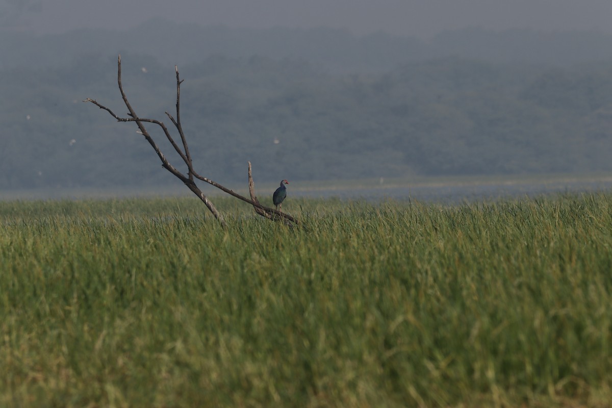 פורפיריה אפורת-ראש - ML627086707