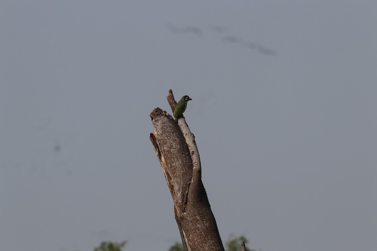 Coppersmith Barbet - ML627086714