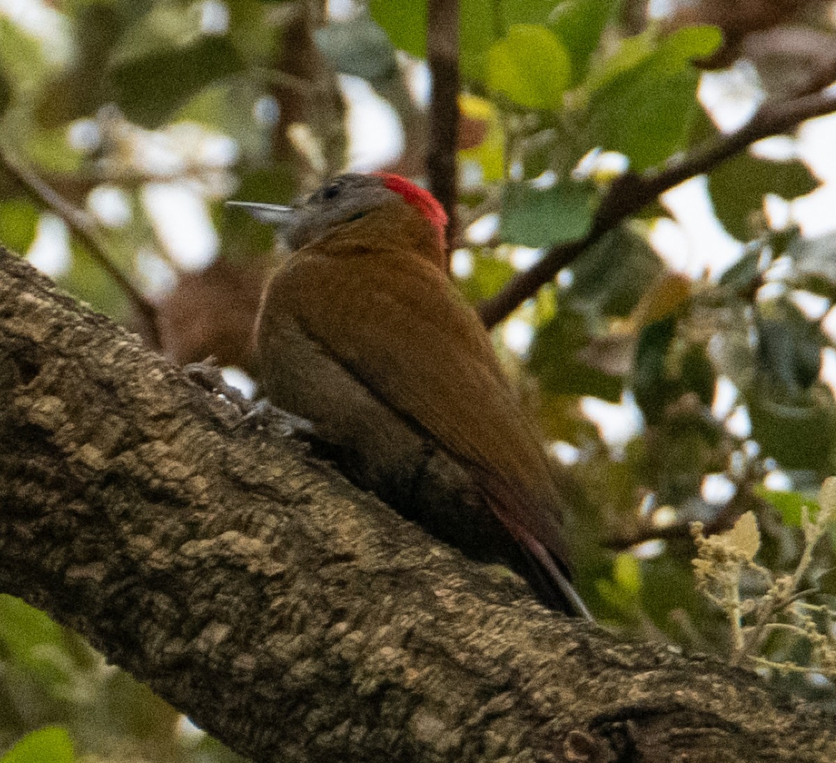 Olive Woodpecker - ML627086788